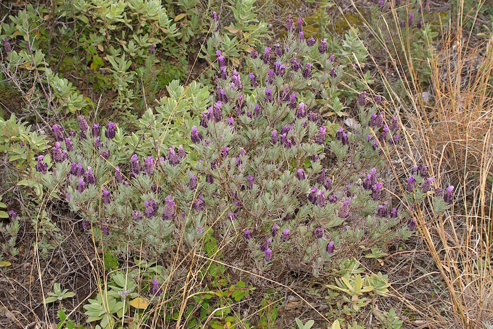 Lavandula stoechas/Lavanda steca